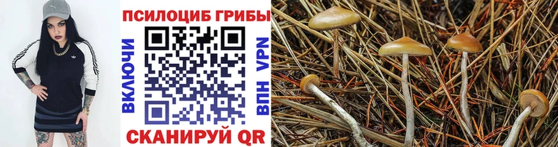 купить   Солнечногорск  Галлюциногенные грибы прущие грибы 
